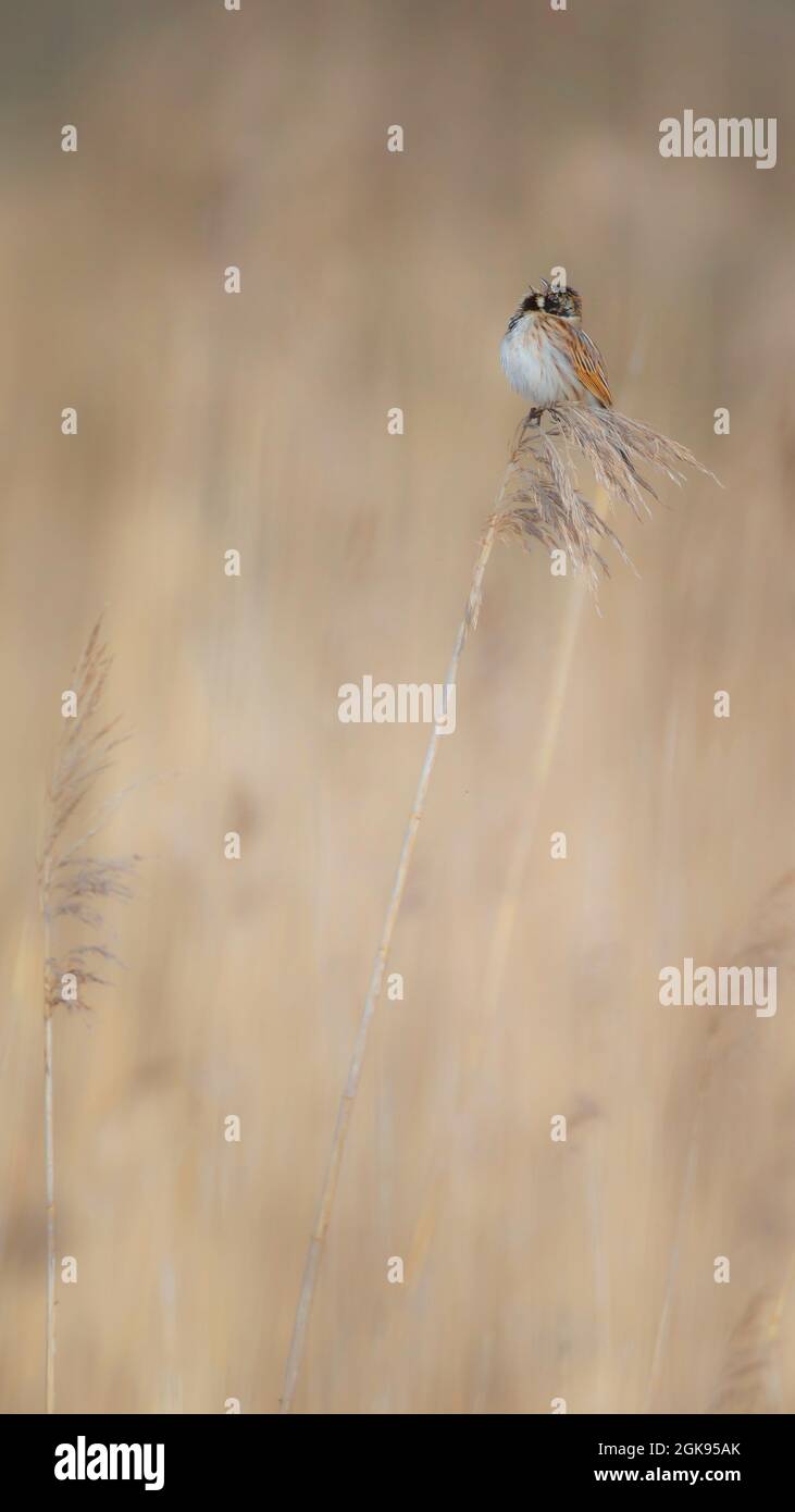 reed Bunting (Emberiza schoeniclus), un homme chante sur une lame de roseau, Allemagne, Bavière Banque D'Images