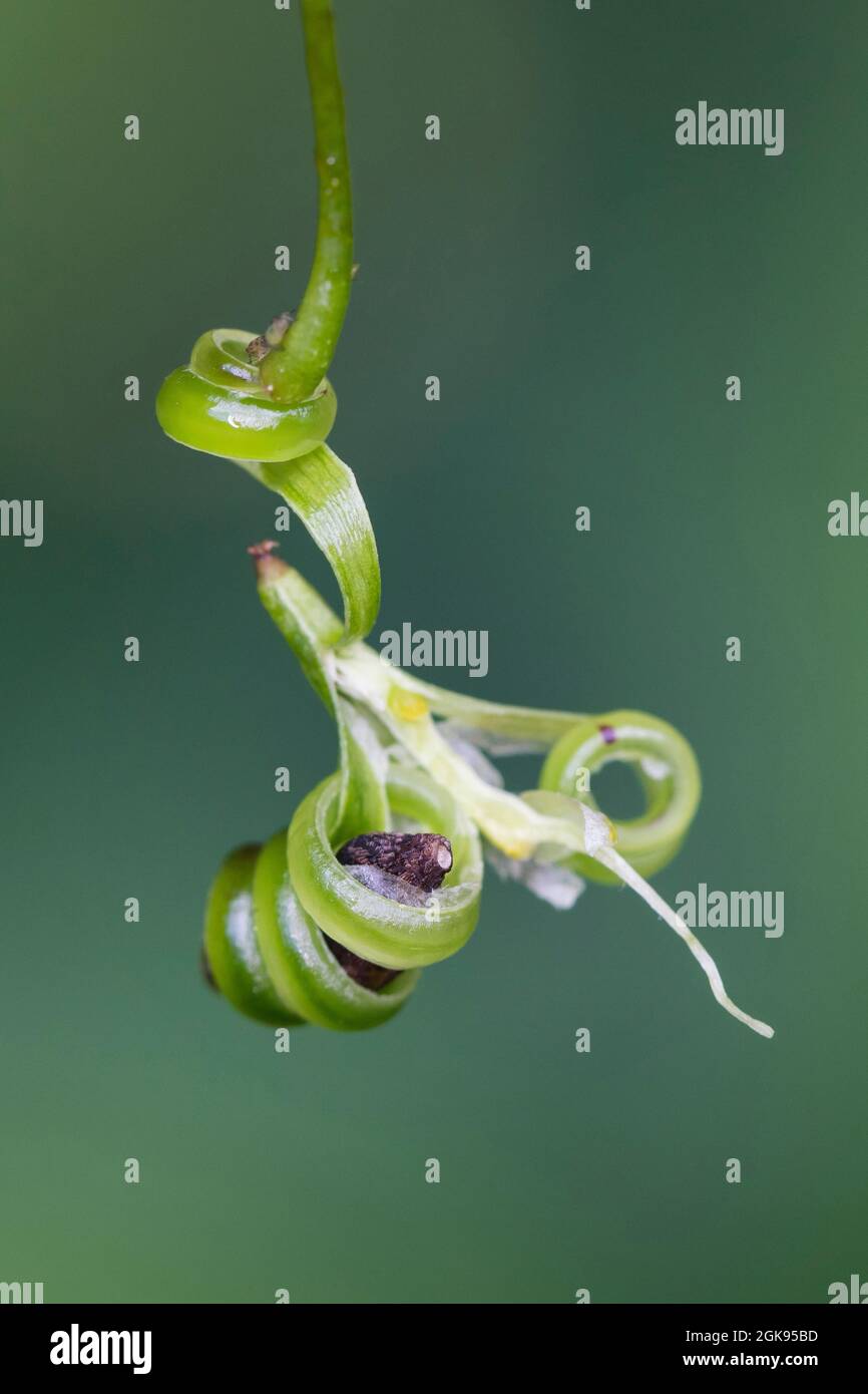 Petit baumier (Impatiens parviflora), fruit de petit baumier, les capsules matures éclatent, envoyant des graines loin, Allemagne Banque D'Images
