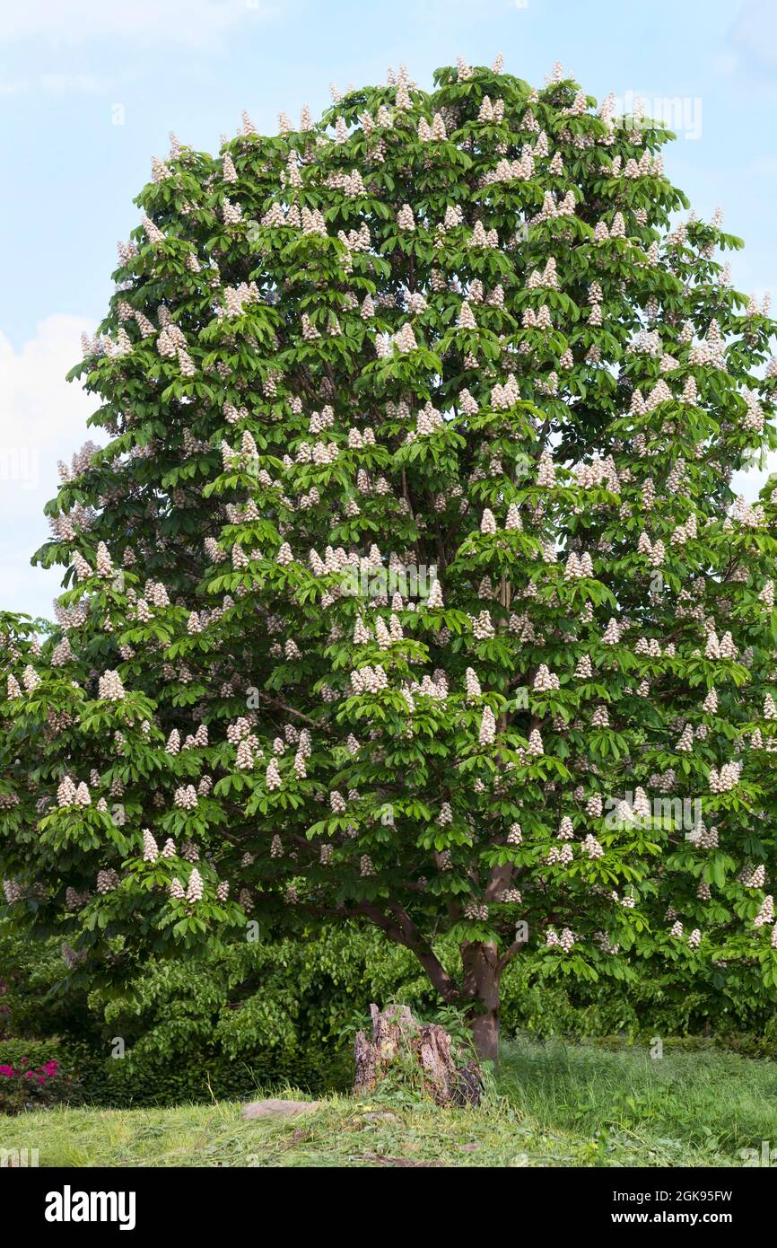 Châtaigne de cheval (Aesculus hippocastanum), châtaigne de cheval commune en floraison, Allemagne Banque D'Images