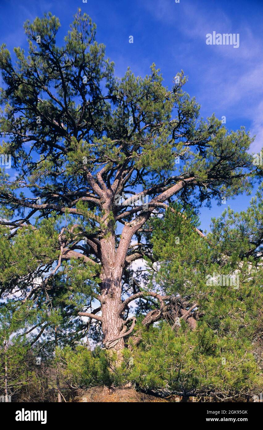 PIN noir européen, PIN autrichien, PIN noir, PIN Corse (Pinus nigra), PIN noir européen ancien Banque D'Images