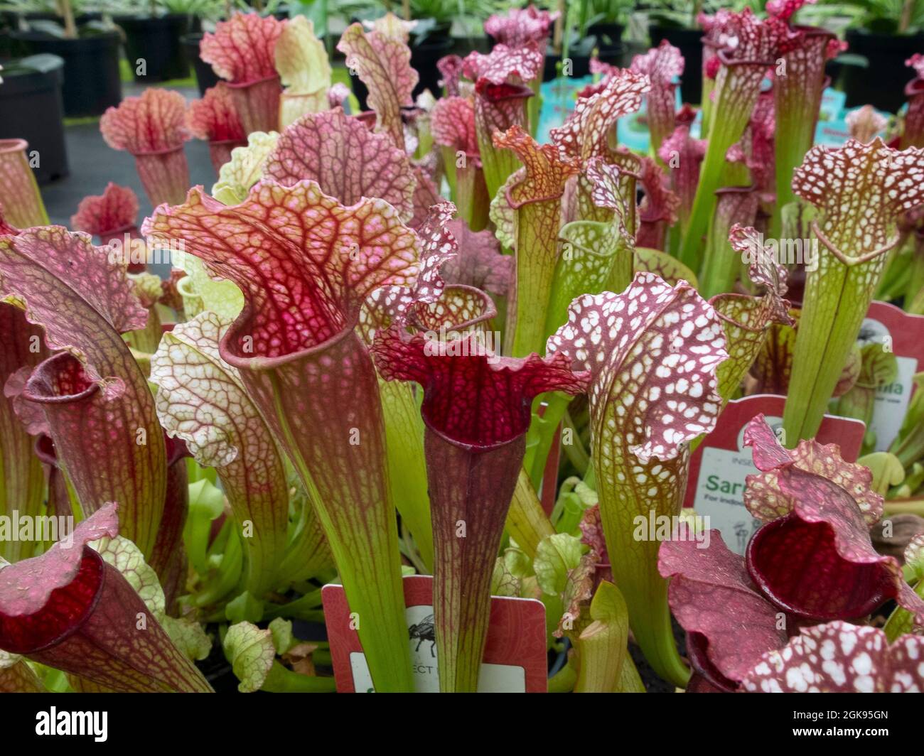 Usine de pichet (Sarracenia spec), plantes carnivores à vendre, Allemagne Banque D'Images