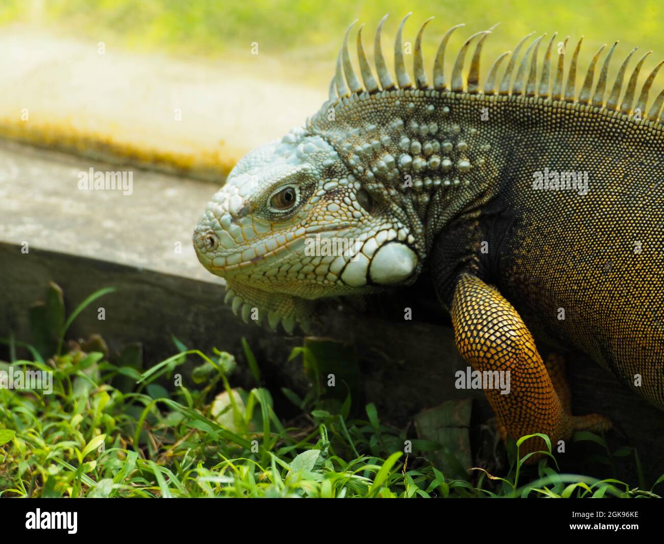 Photo d'Iguana une sorte de reptile sur un zoo. Iguana est un genre de lézards herbivores qui sont indigènes aux régions tropicales du Mexique, de l'Amérique centrale, S. Banque D'Images