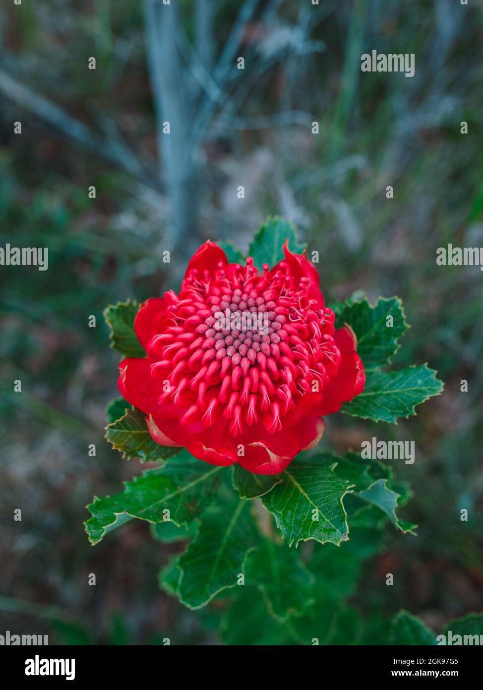 Fleur de Waratah rouge et magenta d'origine australienne. Tête de fleur. Banque D'Images