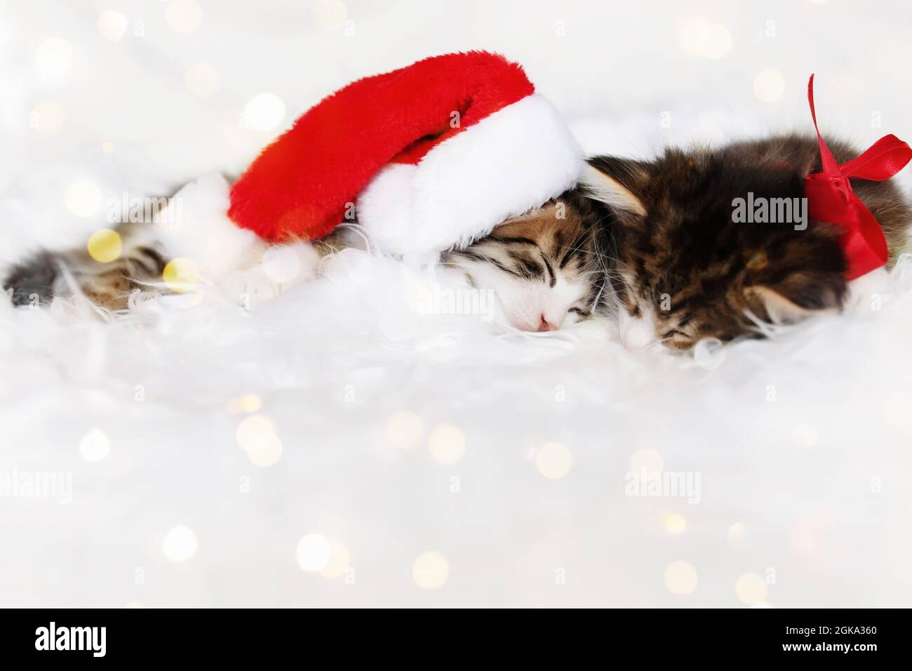 Deux chatons de Noël en chapeau de père Noël rouge et nœud dorment avec les yeux fermés Banque D'Images