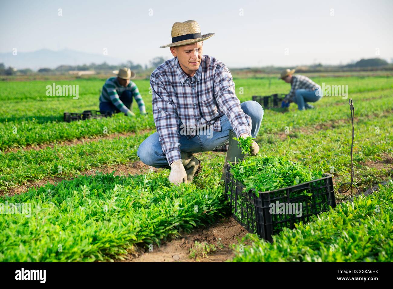 Un jardinier mâle récolte une arugula verte dans une plantation Banque D'Images