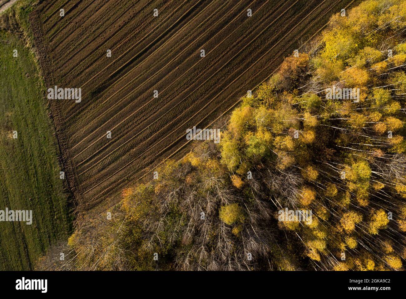 Vue aérienne de la zone de déforestation pour les terres agricoles par drone. Zone de contact entre forêt et plantation Banque D'Images