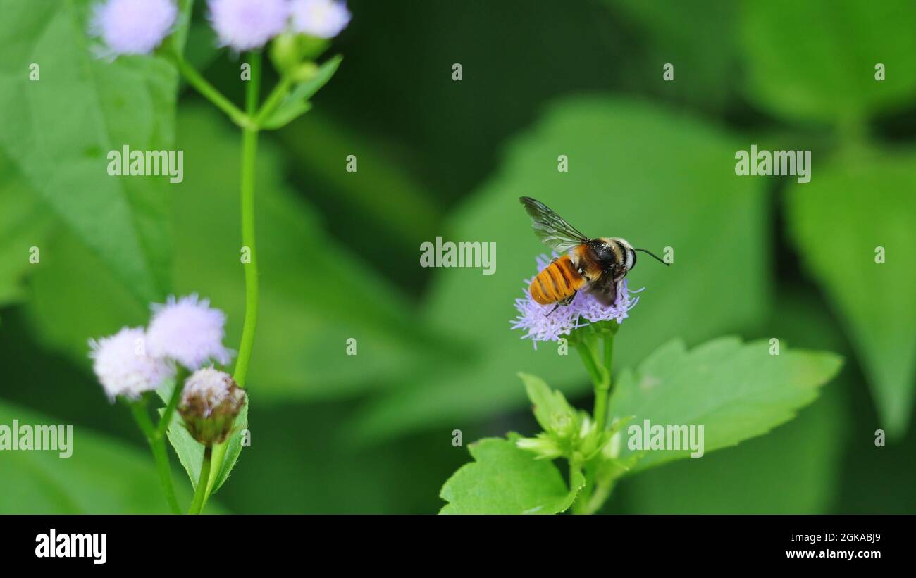 L'abeille charpentier suce le nectar sur la fleur de couleur pourpre avec fond vert naturel, plumes jaune et marron et blanche sur le corps d'un insecte Banque D'Images L'abeille charpentier suce le nectar sur la fleur de couleur pourpre avec fond vert naturel, plumes jaune et marron et blanche sur le corps d'un insecte Banque D'Images