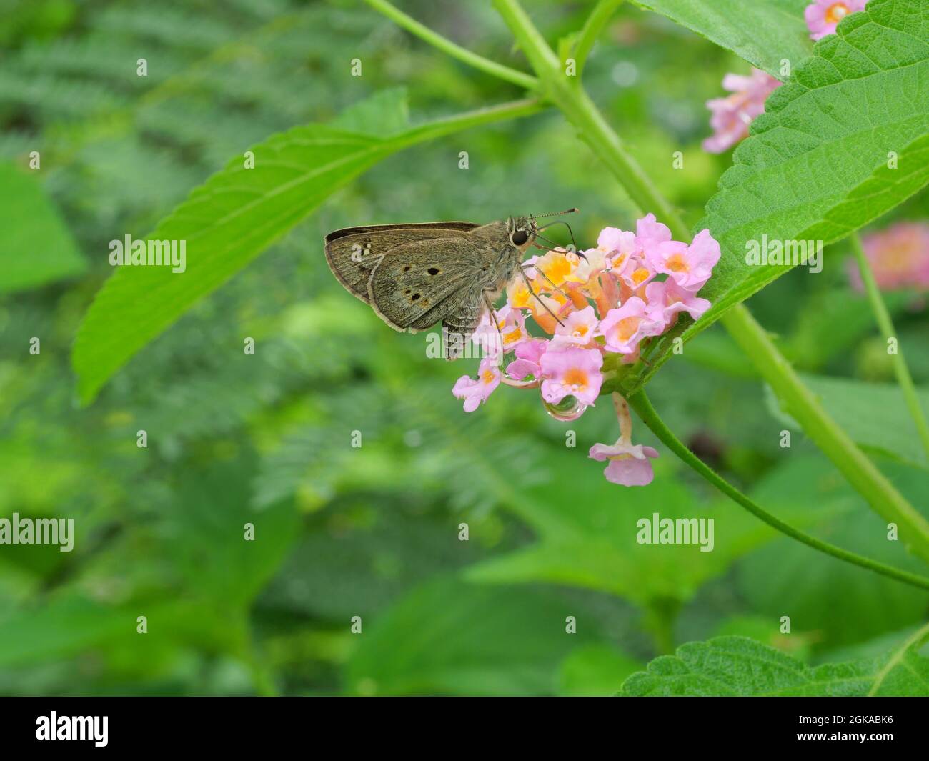 Papillon de Bob de palmier indien (Suatus gremius) suçant le nectar sur la fleur de Lantana de l'Ouest indien avec fond vert naturel Banque D'Images