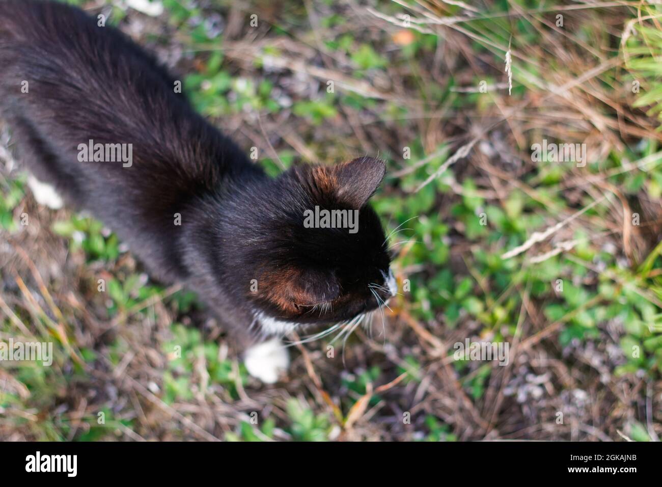 Flou artistique vue de dessus de chat noir et blanc marchant dans la prairie d'automne. Chasse au chat à l'extérieur. Animal marchant seul. Hors foyer. Banque D'Images