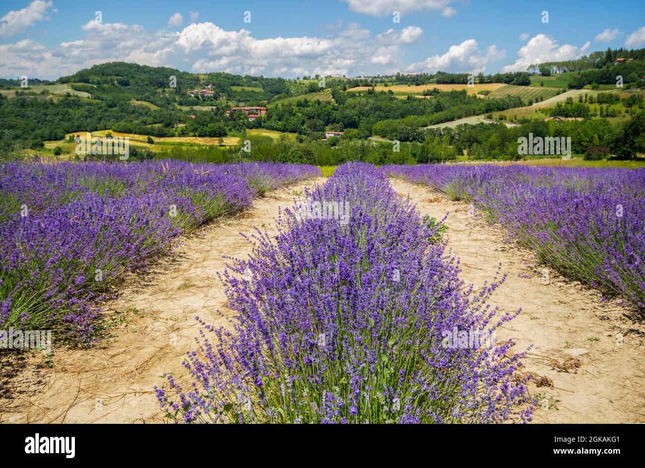 Champs de lavande à sale San Giovanni, province de Cuneo, Pidmont, Italie. Banque D'Images