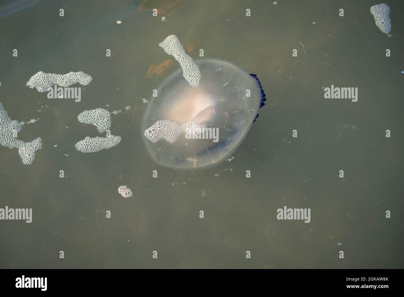 Big Barrel Jellyfish près de la rive, Rhizostoma pulmo se trouve dans l'Adriatique, la mer Méditerranée, la mer Noire et la mer d'Azov. Banque D'Images