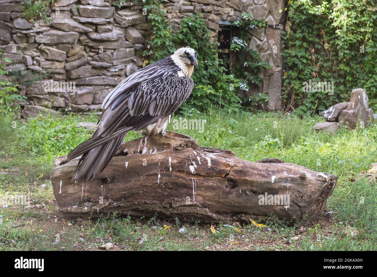 Aigle assis sur une grande bûche dans le parc Banque D'Images