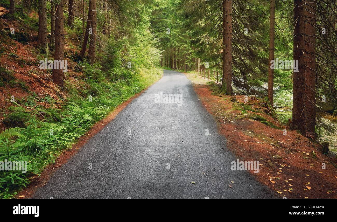 Route humide de la forêt asphaltée dans les monts Karkonosze, République tchèque. Banque D'Images