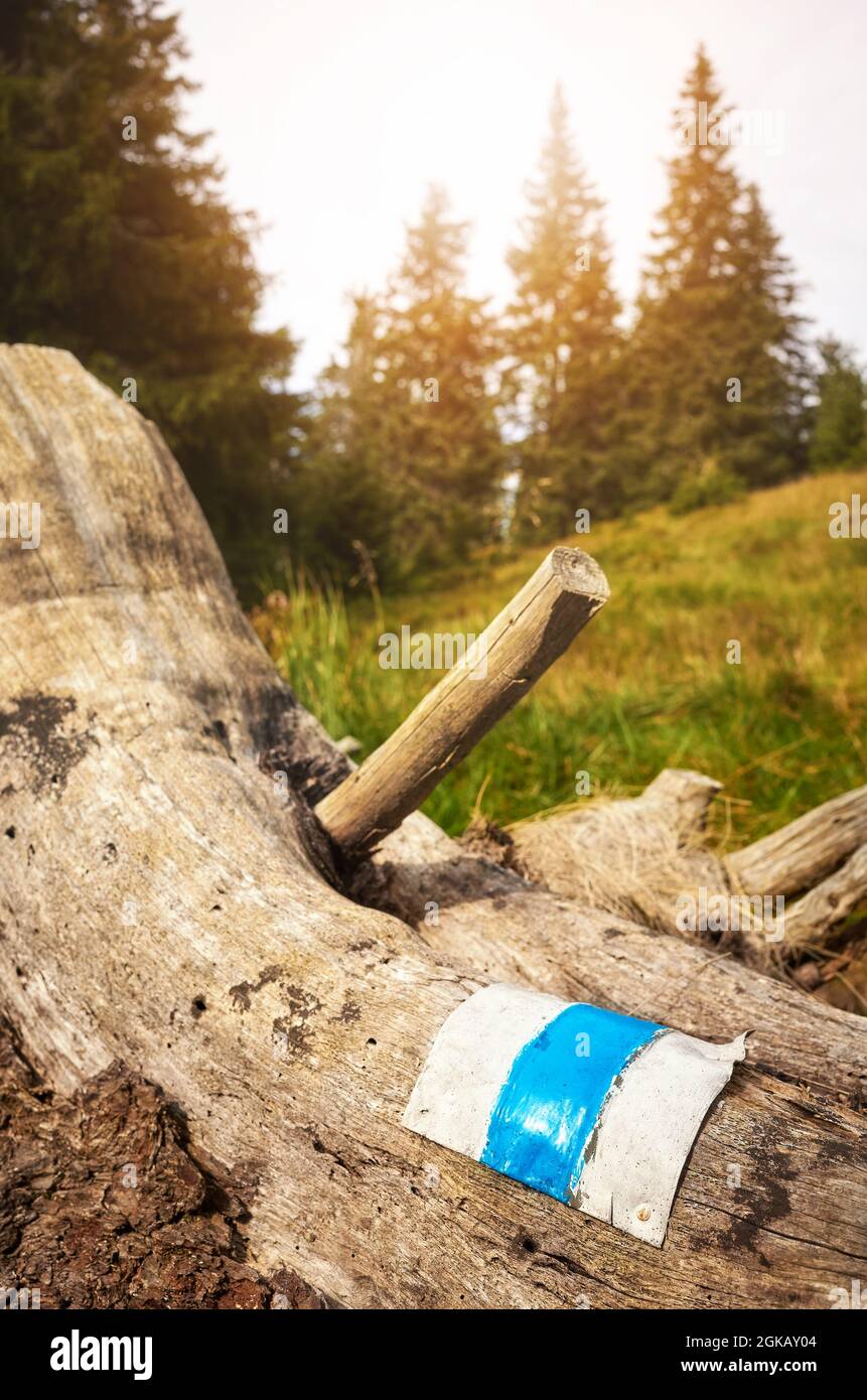 Gros plan d'un marqueur de sentier bleu sur une souche d'arbre, foyer sélectif, montagnes Karkonosze, République tchèque. Banque D'Images