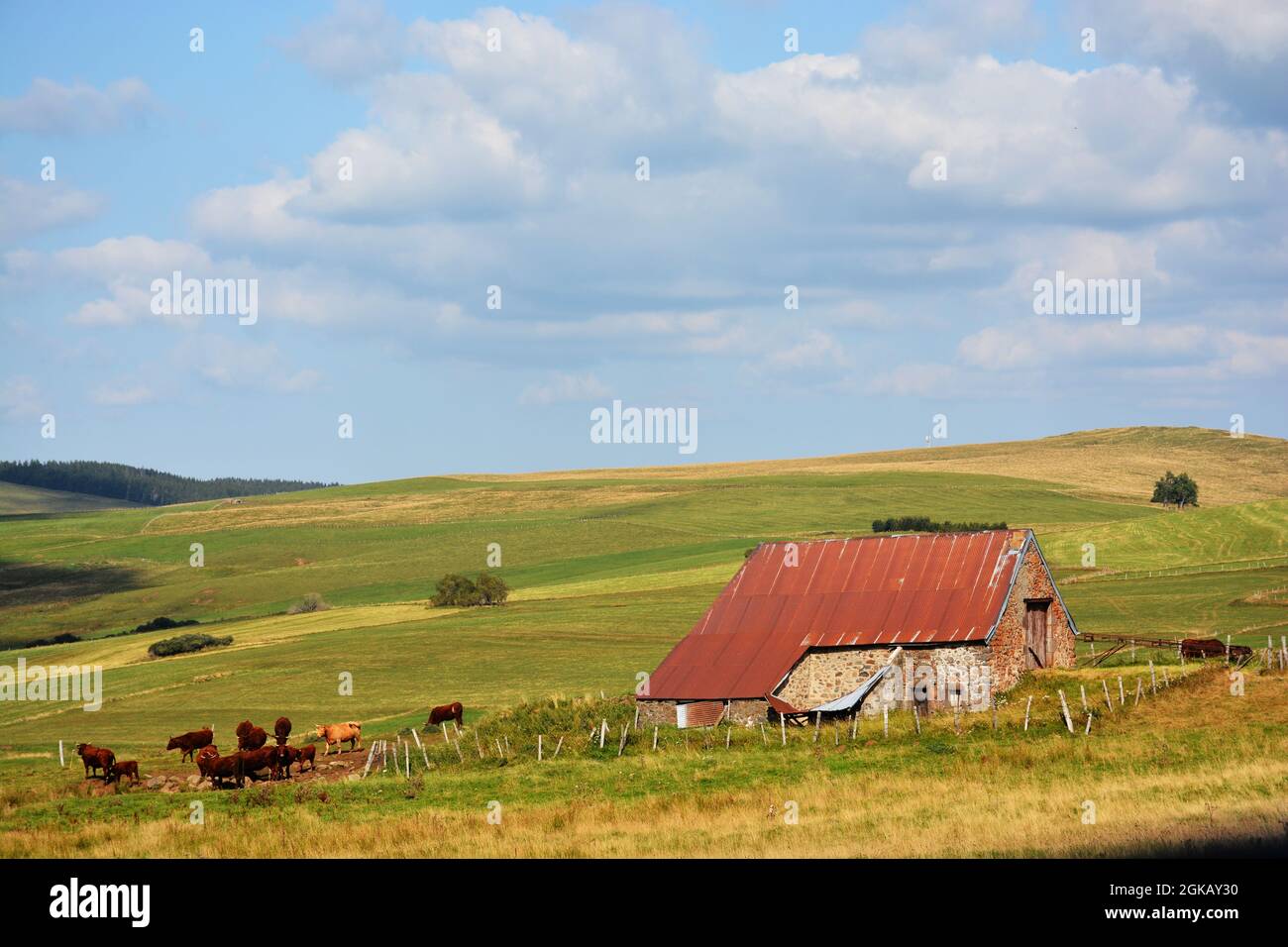 Bétail en pâturage près d'une ferme de montagne du plateau de Cezallier près de la Godivelle, département du Puy-de-Dome, région Auvergne-Rhône-Alpes, massif-Central, Franc Banque D'Images