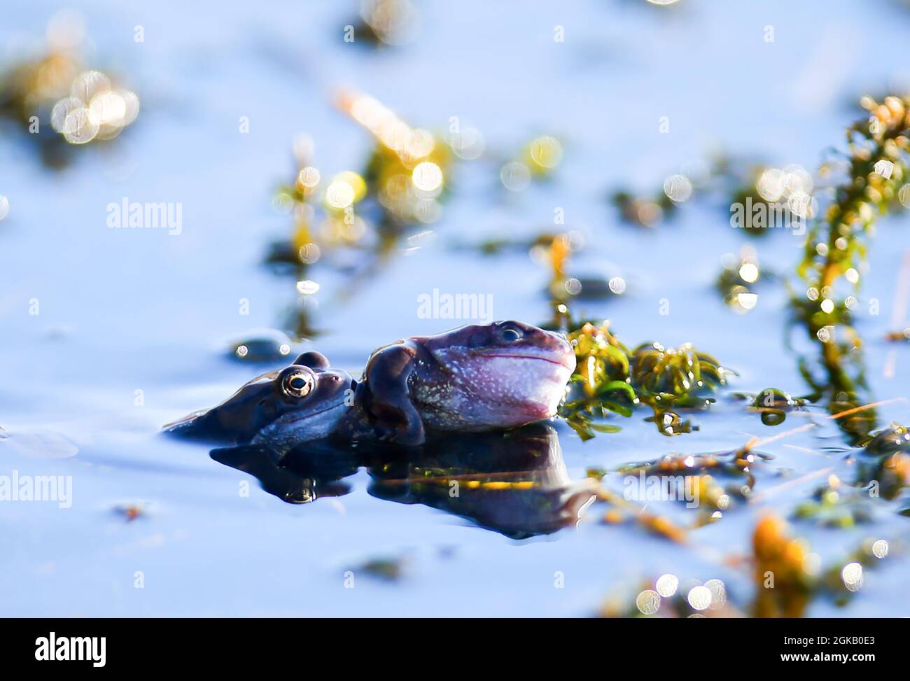Les grenouilles profitent du soleil matinal dans l'étang Marsh-Wiggle à Orangefield Park, à l'est de Belfast, en Irlande du Nord. Banque D'Images