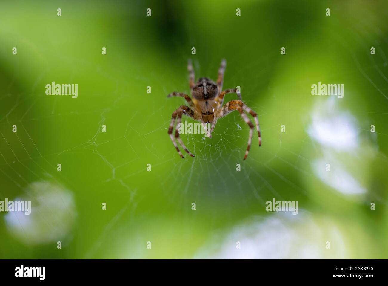 petite araignée de jardin détaillée accrochée à la toile dans la cour verte Banque D'Images