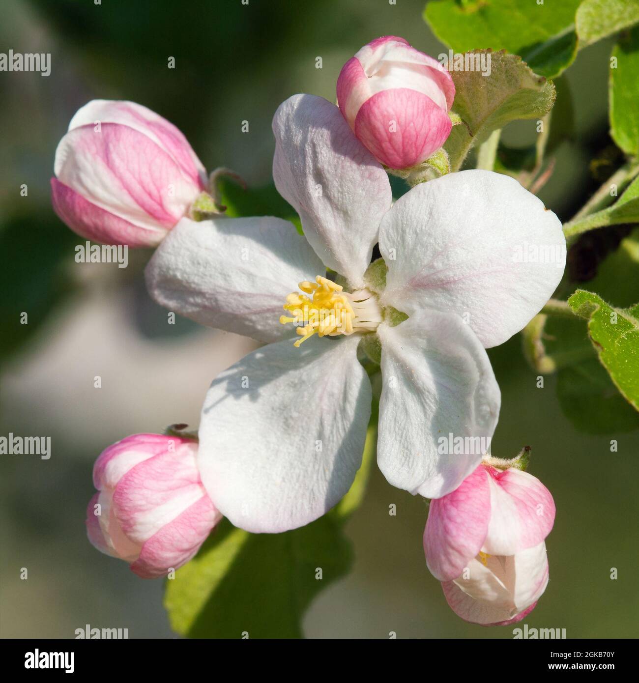 fleur de pommier Banque D'Images