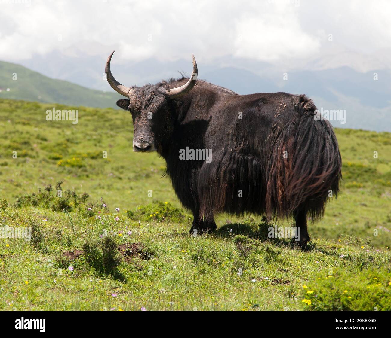 Groupe de yaks - bos grunniens ou BOS mutus - Dans la vallée de Langtang - Népal Banque D'Images