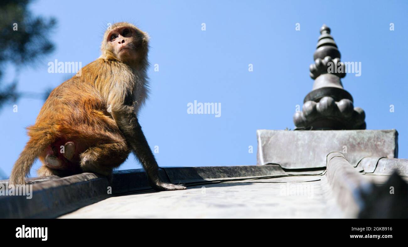 Monkey, Rhesus macaque (Macaca mulatta) au temple de singe de Swayambhunath. Katmandou, Népal Banque D'Images