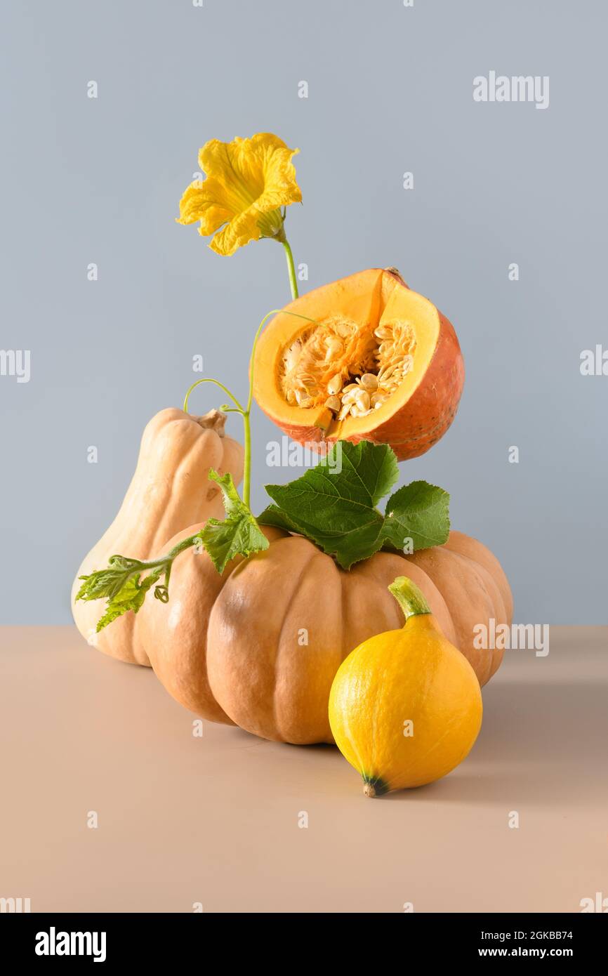 Équilibrer la composition des citrouilles pour Halloween ou Thanksgiving Day fest. Citrouilles de différentes formes avec fleurs et feuilles sur fond bleu. Mer Banque D'Images