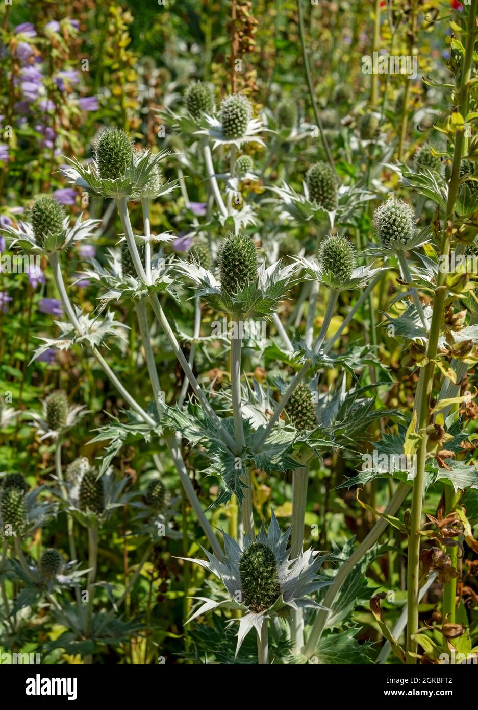Gros plan des fleurs d'eryngium plante vivace houx de mer poussant dans un parterre de fleurs de frontière de jardin en été Angleterre Royaume-Uni GB Grande-Bretagne Banque D'Images
