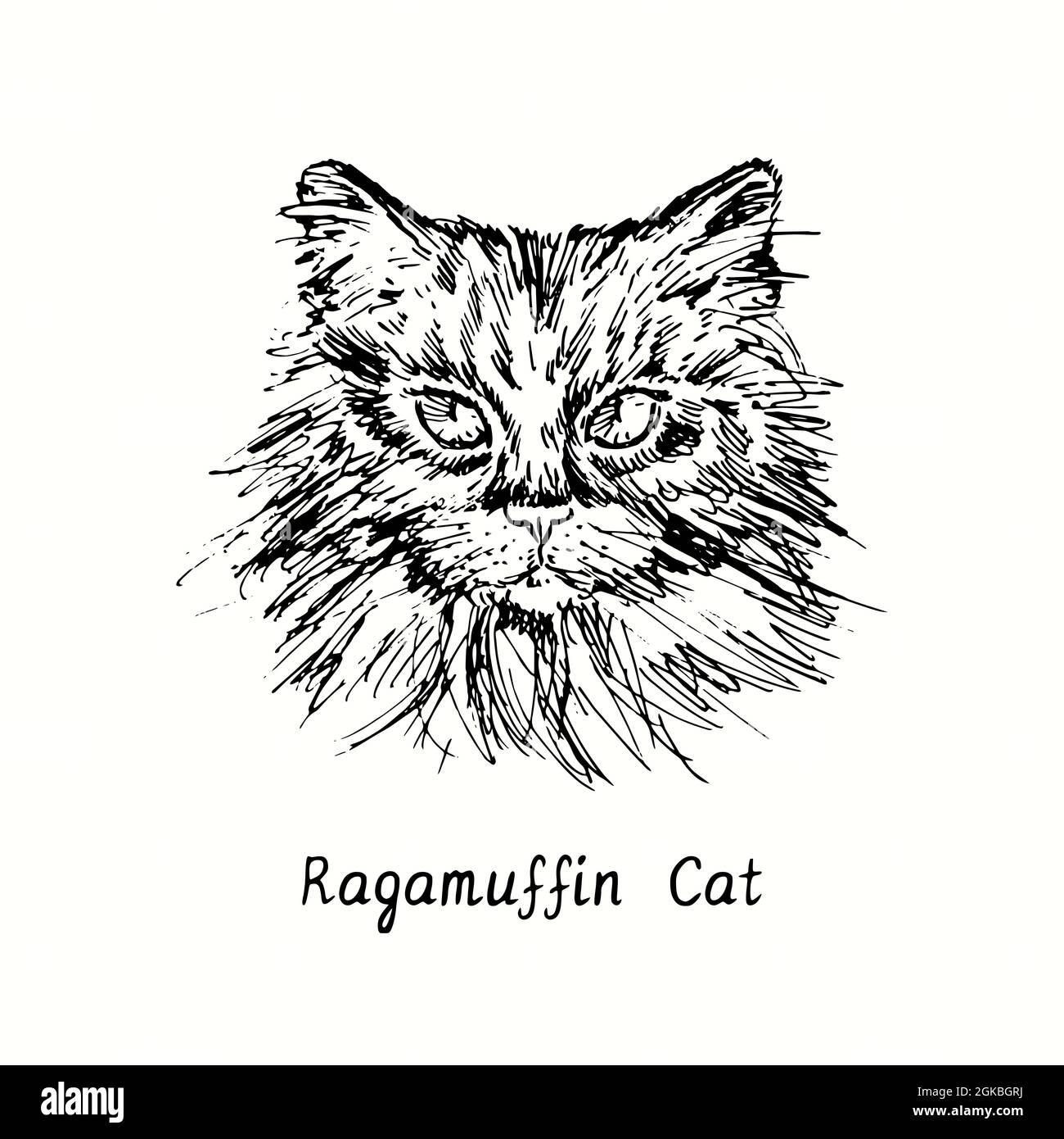 Portrait du visage de chat de Ragamuffin. Dessin d une bois e