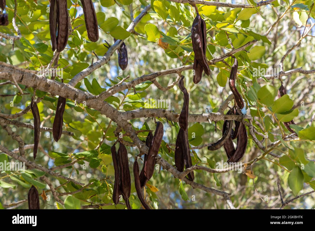 Le caroube (Ceratonia siliqua) fruits sur l'arbre Banque D'Images