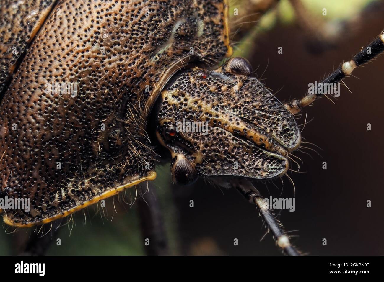 Gros plan sur le virus de la chienne (Dolycoris baccarum). Tipperary, Irlande Banque D'Images