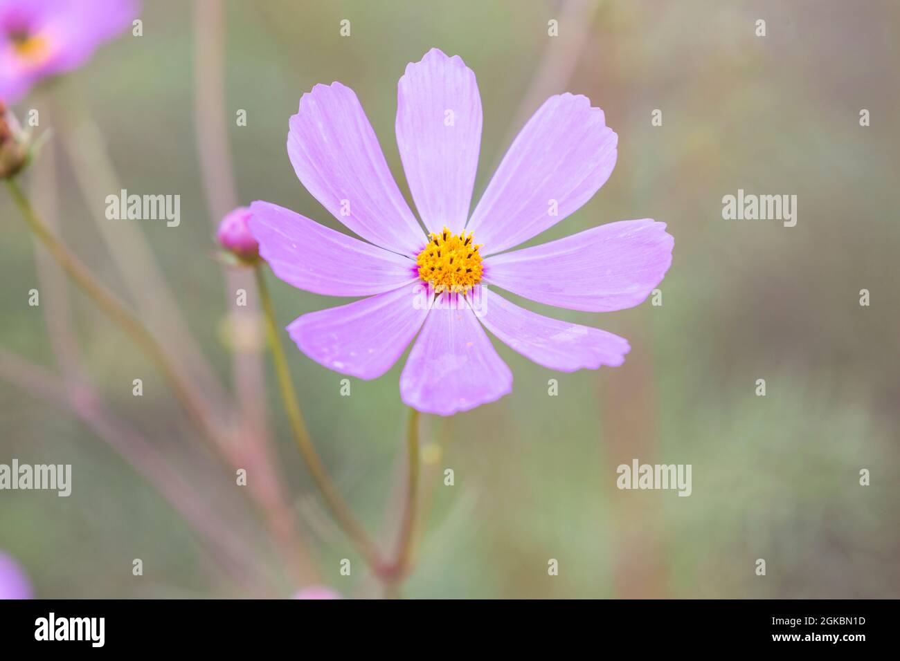 Fleur cosmos pourpre avec centre jaune Banque D'Images