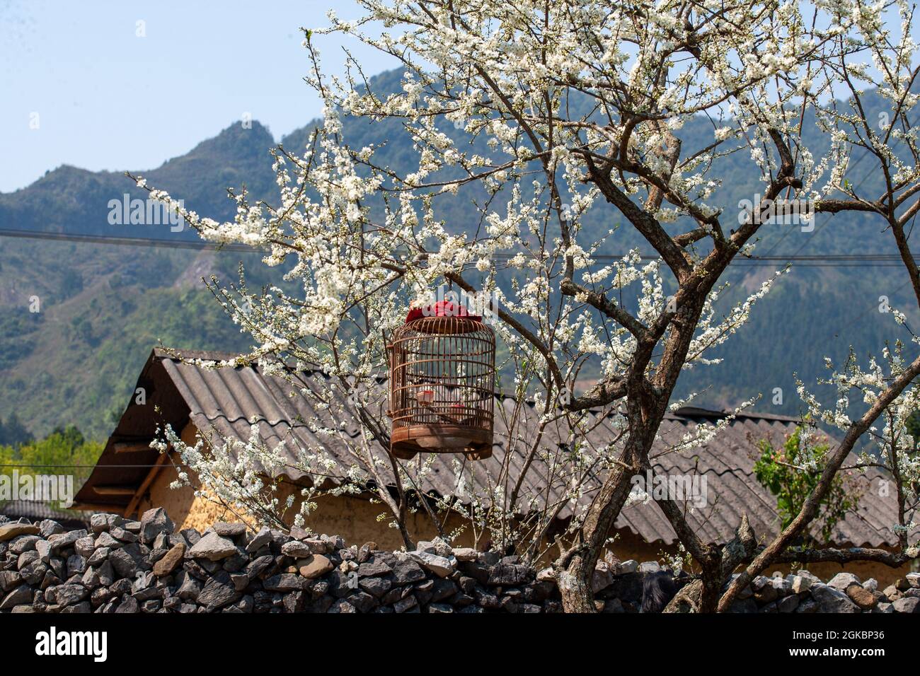 Paysage de montagne pittoresque avec terrasses de riz au col Ma Pi Leng dans le nord du Vietnam, Banque D'Images