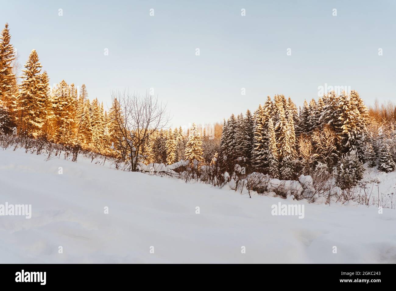 Paysage d'hiver majestueux baigné par la lumière du soleil le matin. Scène Wintry. Copier l'espace. Banque D'Images