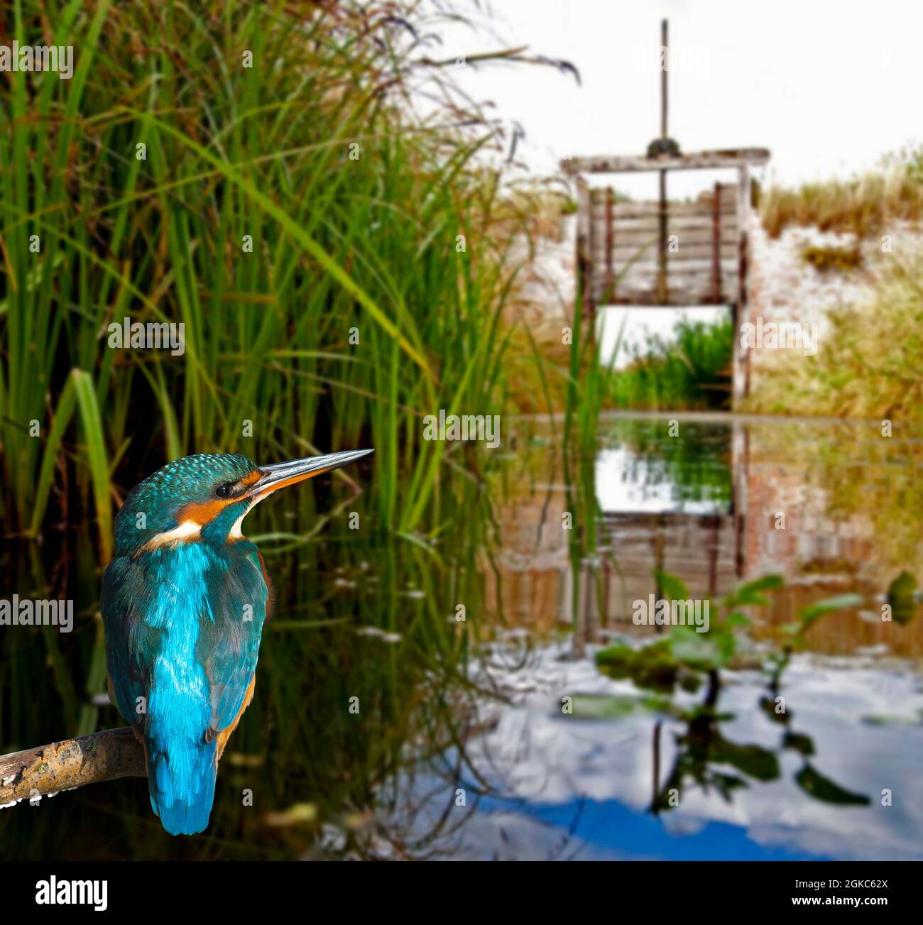 Kingfisher dans un cadre isolé à la porte de la baie de Lincolnshire... Alcedo atthis Banque D'Images