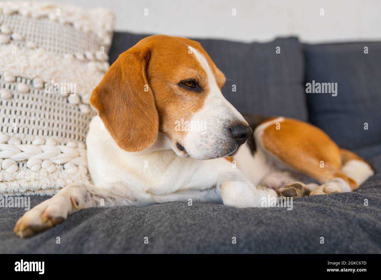 Chien beagle mâle adulte reposant dans un mobilier de jardin. Faible profondeur de champ. Banque D'Images