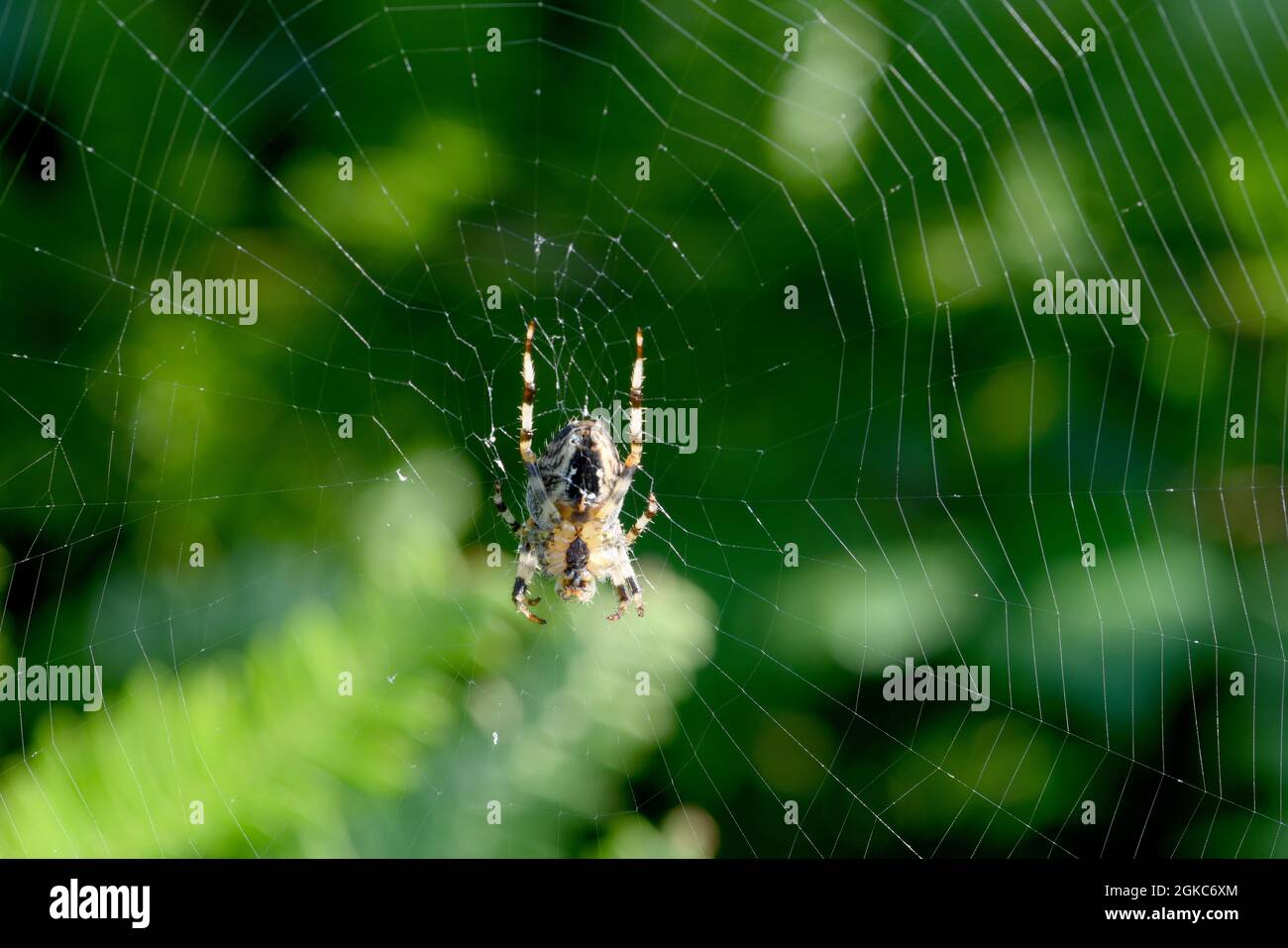 L'araignée du jardin attend au centre de sa toile et, avec son piège posé, se prépare à l'emmêlée d'un insecte Banque D'Images