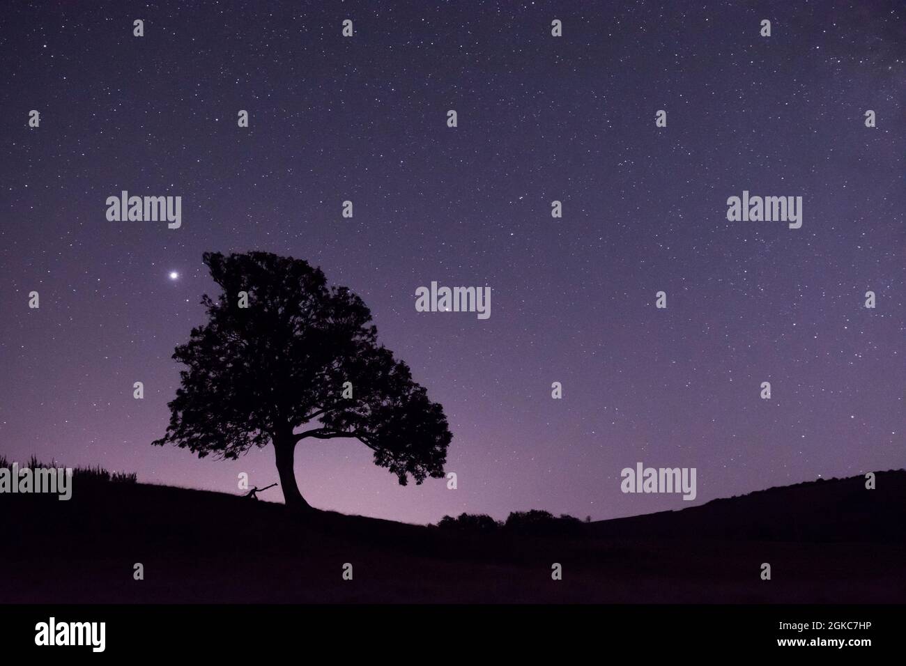 Étoiles et planètes Jupiter et Saturne à côté de la silhouette de l'arbre, Jupiter brillant à gauche de l'arbre, Saturne à droite de l'arbre Sussex, Royaume-Uni, ciel nocturne, Banque D'Images