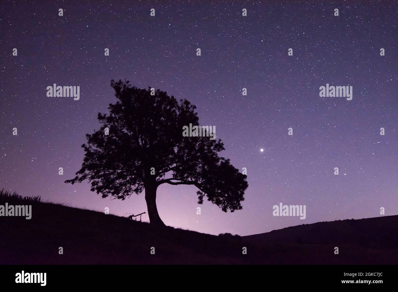 Étoiles et planètes Jupiter et Saturne à côté de la silhouette de l'arbre, Jupiter brillant à droite de l'arbre, Saturne plus à droite et plus bas, Sussex, Royaume-Uni Banque D'Images