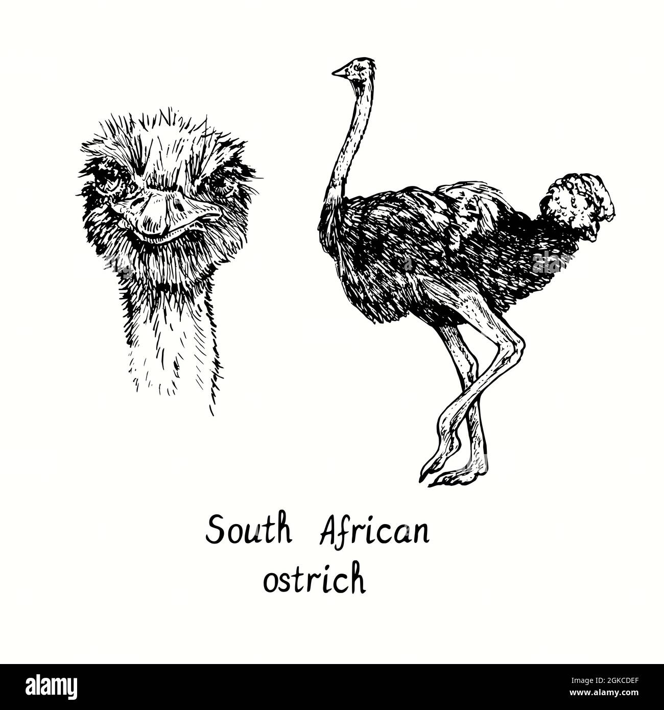 Vue de face de l'autruche sud-africaine et vue latérale debout. Dessin d'une boisée noire et blanche en forme de boisée Banque D'Images