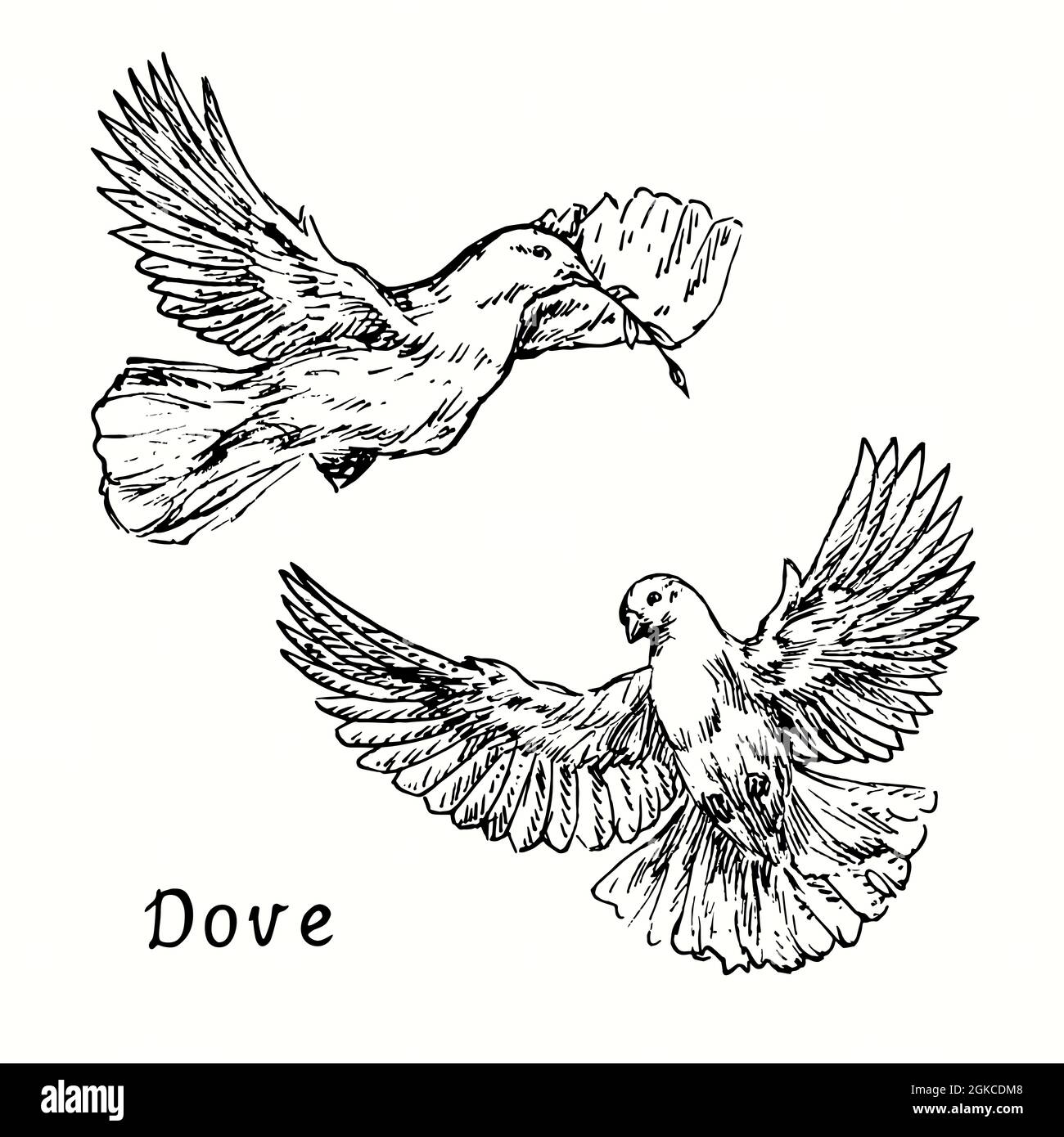 Collection Dove Flying avec brindilles. Dessin d'une boisée noire et blanche en forme de boisée Banque D'Images