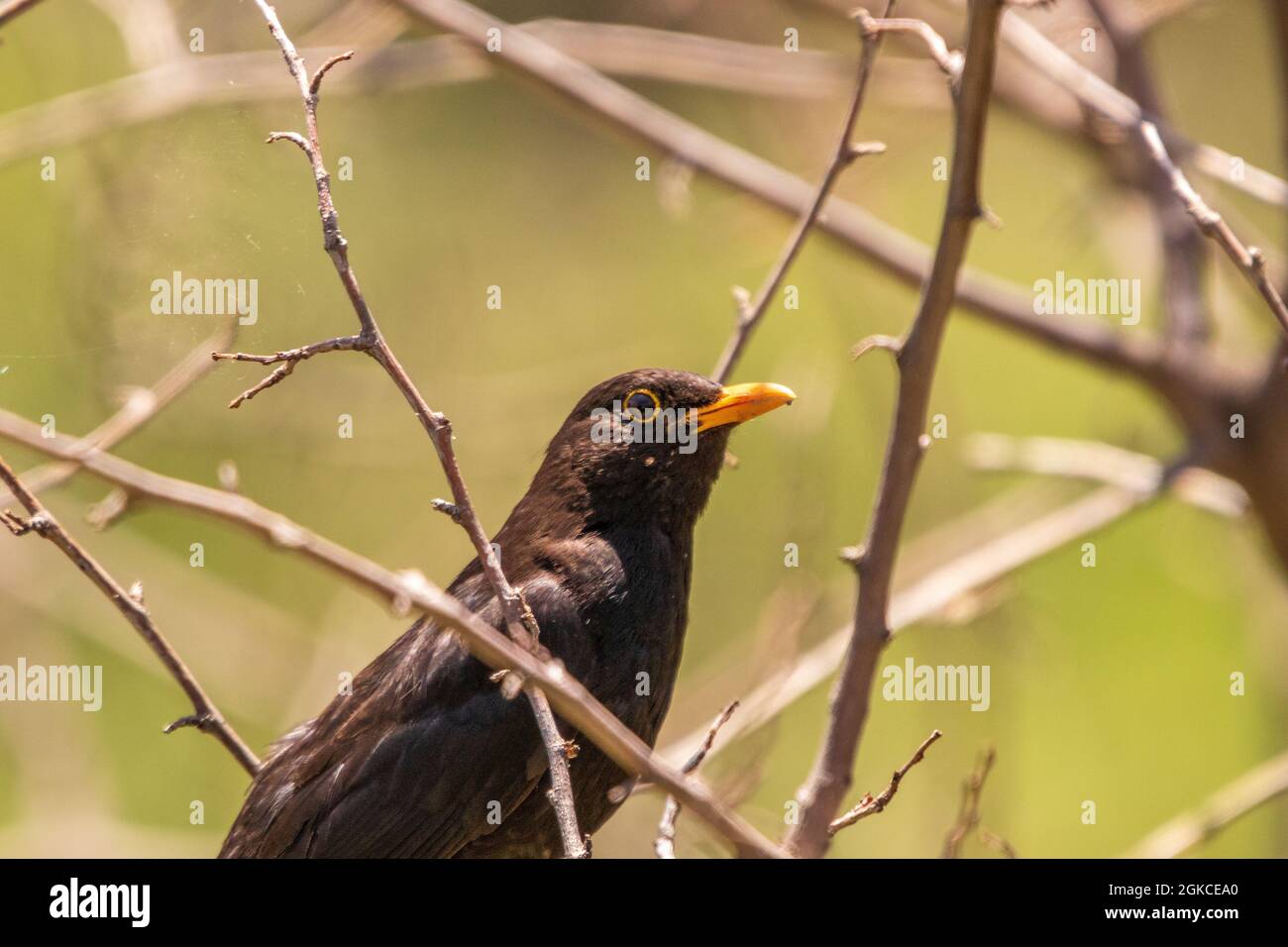 Turdus merula, Blackbird Perching sur une succursale Banque D'Images