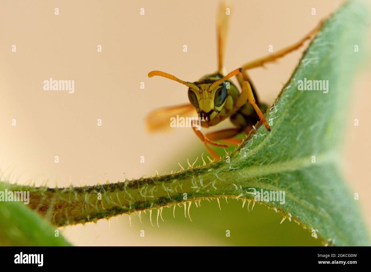 Close-up du wasp on leaf Banque D'Images