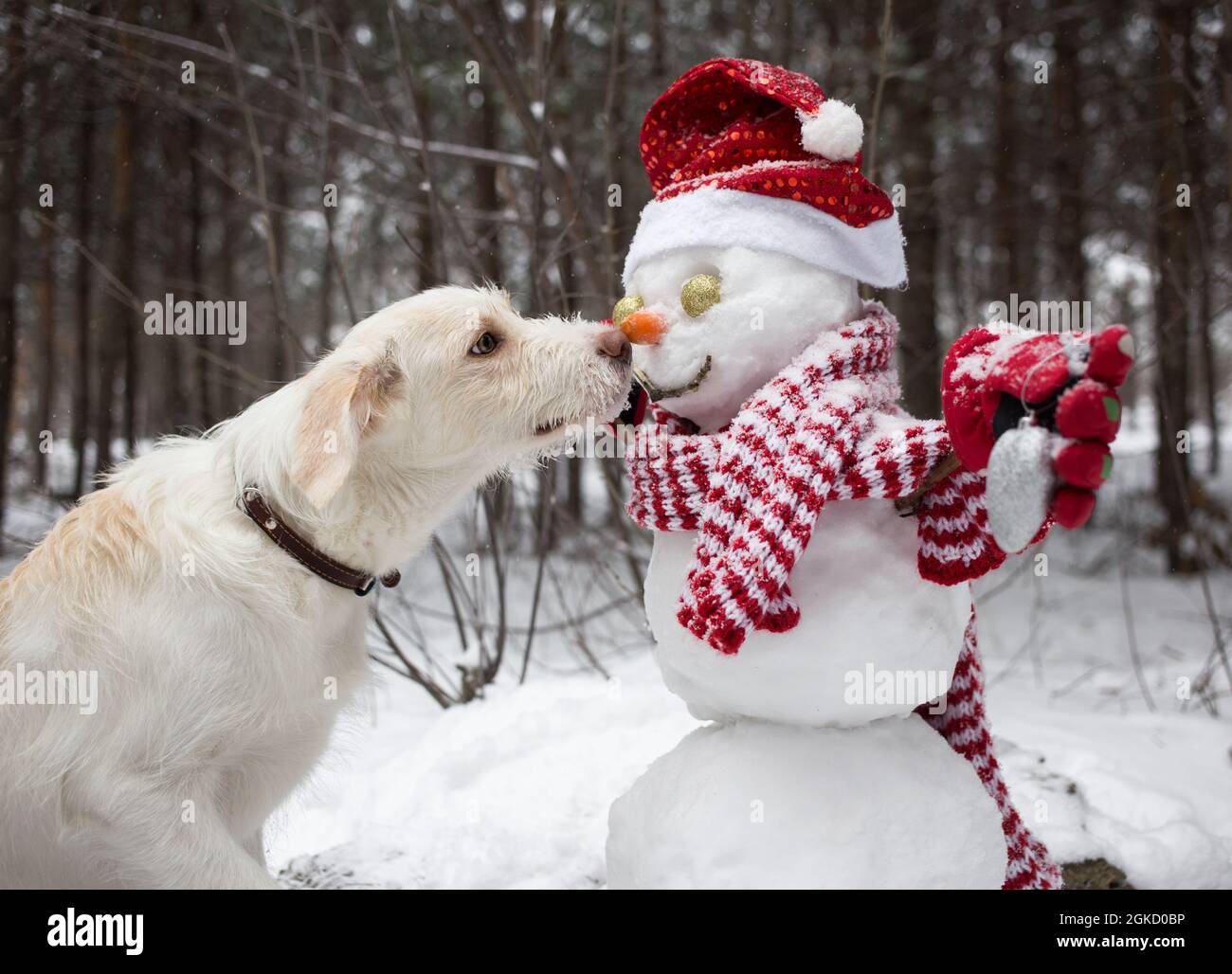 Le chien blanc touche une carotte avec son nez à un bonhomme de neige dans un chapeau de Père Noël et un foulard rayé. Saison d'hiver dans une forêt enneigée. Amitié, humour, Christma Banque D'Images