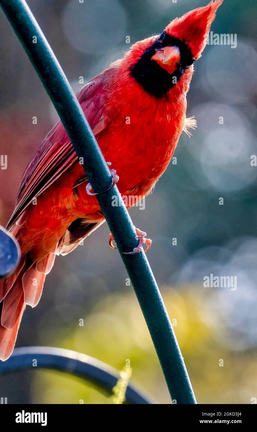 Le cardinal du Nord perching sur une barre métallique Banque D'Images