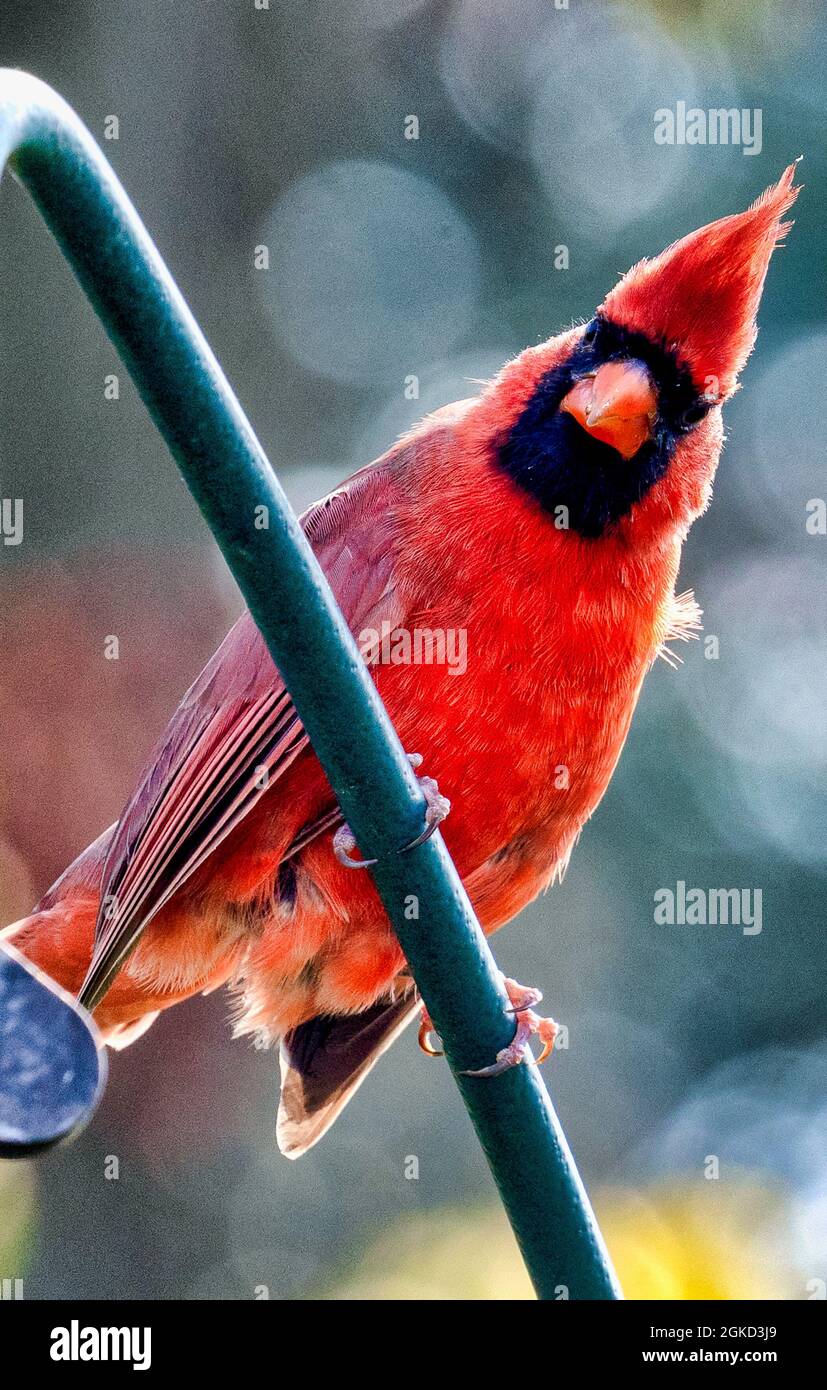 Le cardinal du Nord perching sur une barre métallique Banque D'Images