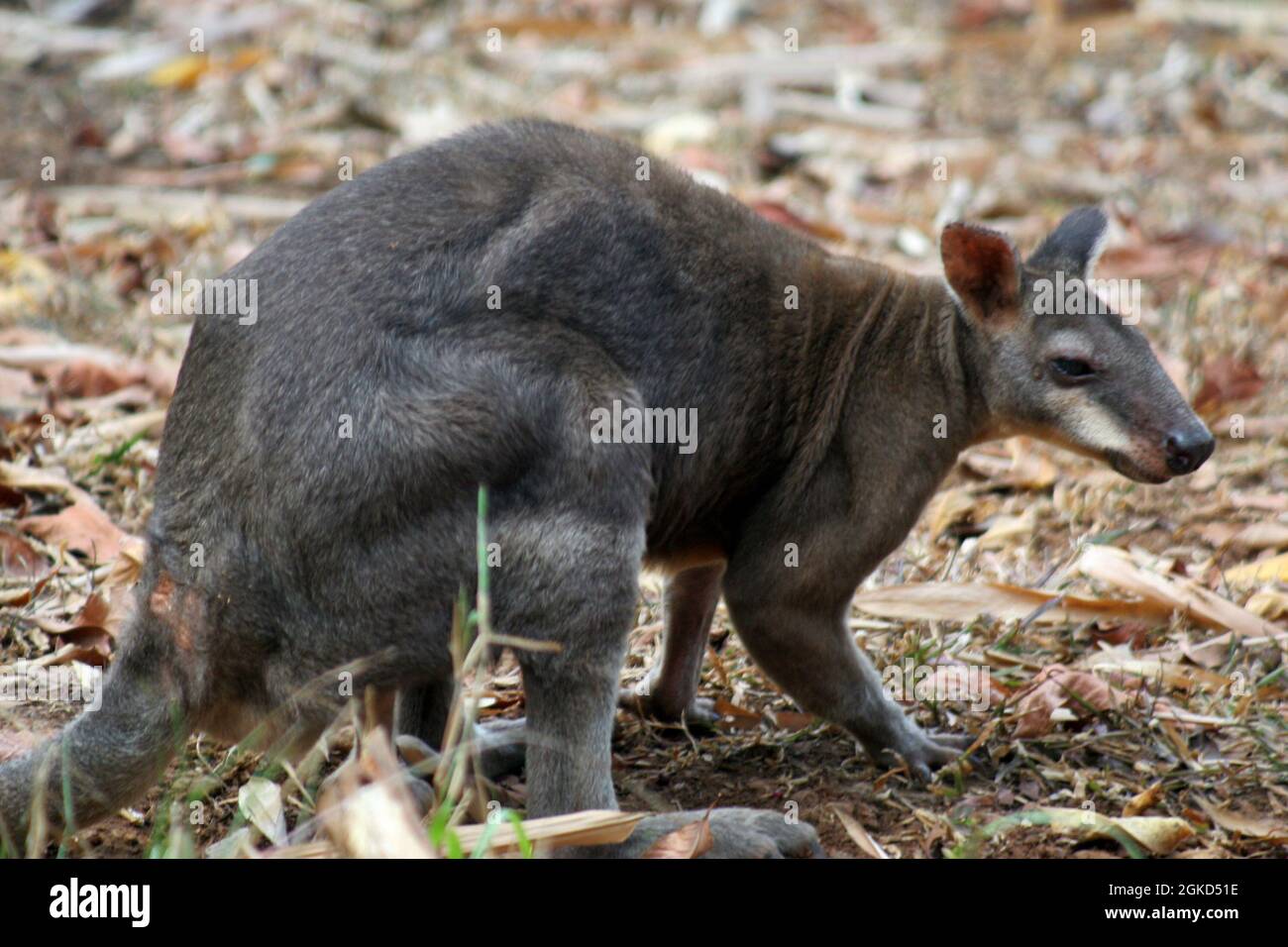 Le kangourou. Le kangourou est un marsupial de la famille des Macropodidae. Banque D'Images