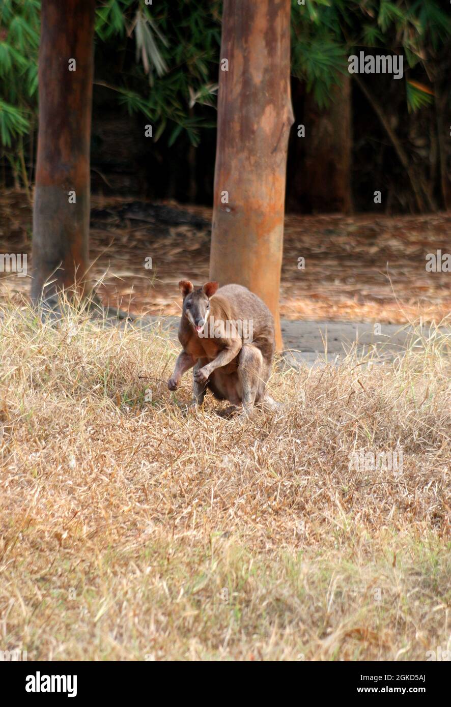 Le kangourou. Le kangourou est un marsupial de la famille des Macropodidae. Banque D'Images