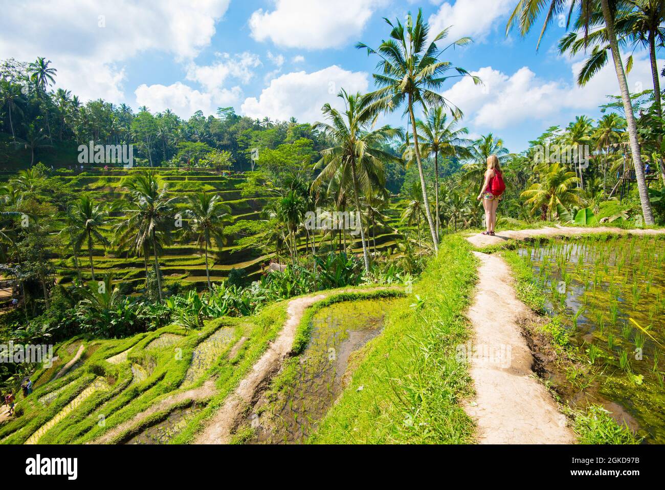 Tegalalang Rice Terraces à Ubud, Bali, Indonésie. Banque D'Images