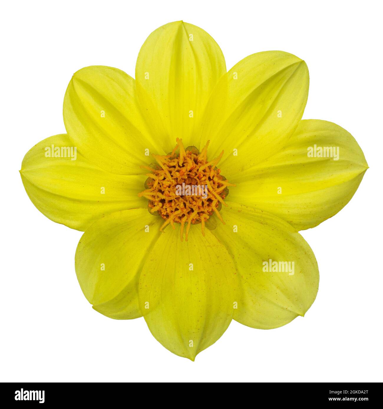 Vue de dessus d'une seule tête de fleur jaune Dahlia. Isolé sur un fond blanc. Banque D'Images