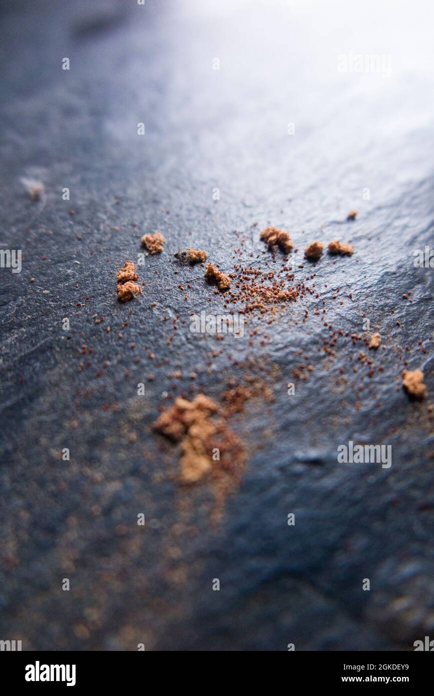 La poussière de forage, également connue sous le nom de frass, causée par les nouveaux scolytes de ver à bois adultes qui infestent les meubles, visibles sous le bois infesté. (127) Banque D'Images