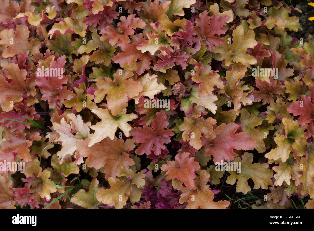 Image plein cadre de feuilles heuchera roses et jaunes contrastées Banque D'Images